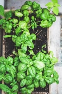 Fresh basil growing in a garden planter